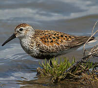 Dunlin