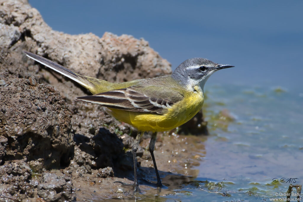 Western Yellow Wagtail