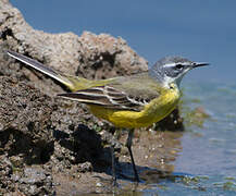 Western Yellow Wagtail