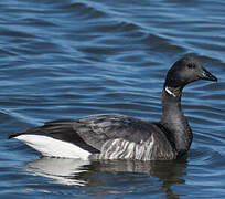 Brant Goose