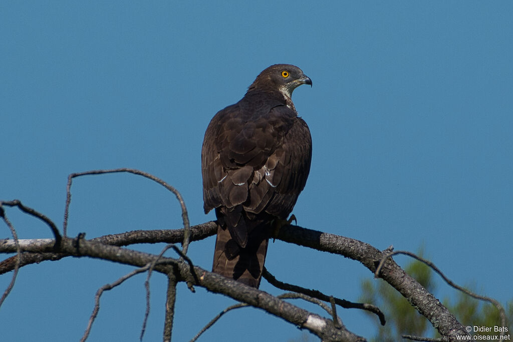 European Honey Buzzard male