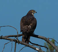 European Honey Buzzard