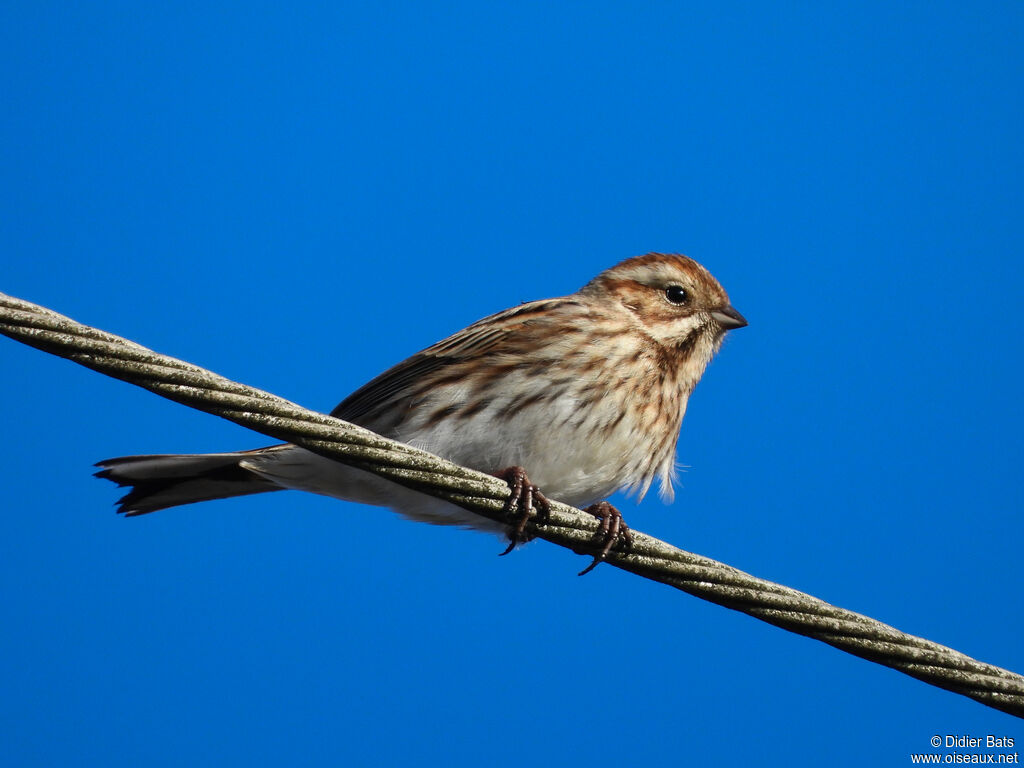 Common Reed Bunting