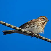 Common Reed Bunting