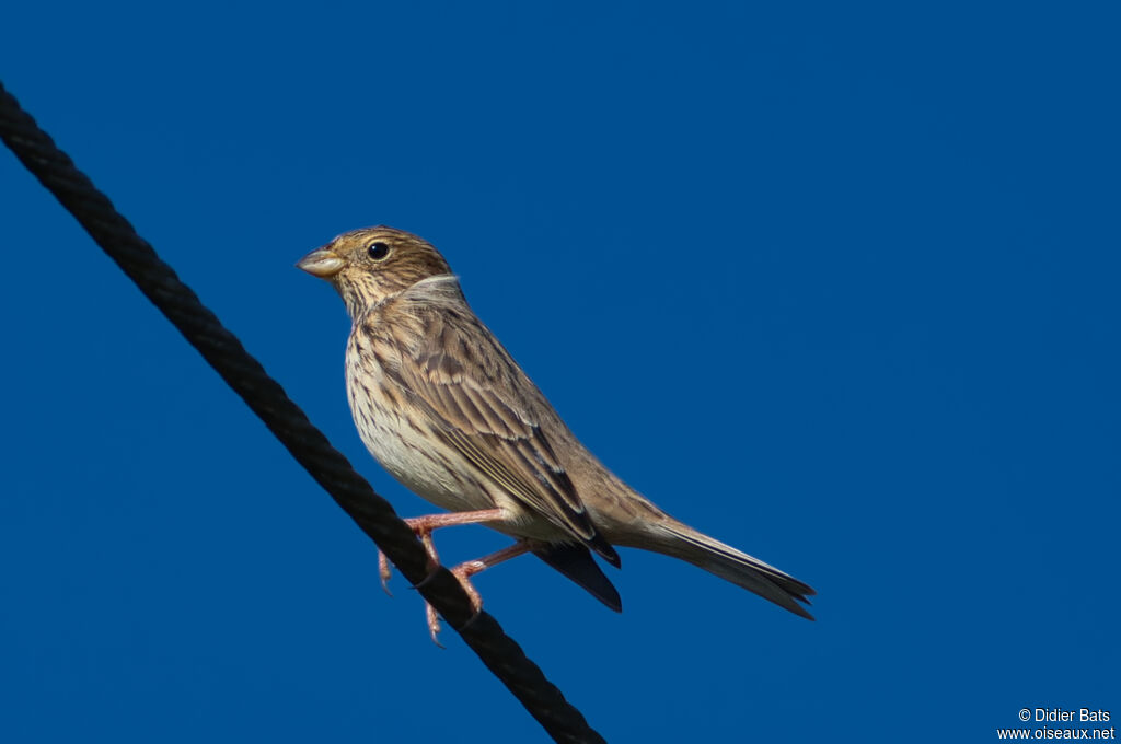 Corn Bunting