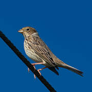 Corn Bunting