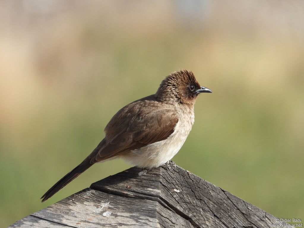 Bulbul des jardins