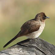 Common Bulbul