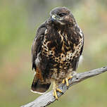 Buse variable