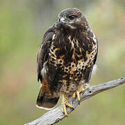 Common Buzzard