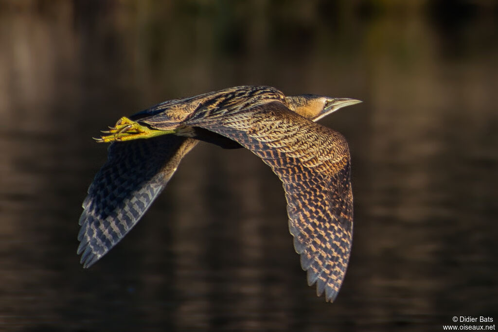 Eurasian Bittern