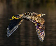 Eurasian Bittern