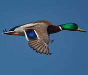 Canard colvert