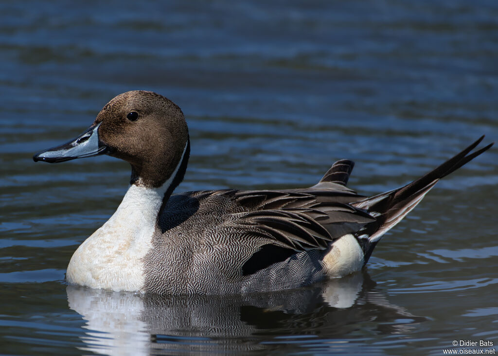 Canard pilet mâle adulte nuptial