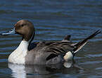 Canard pilet