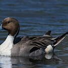 Canard pilet