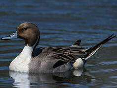 Northern Pintail