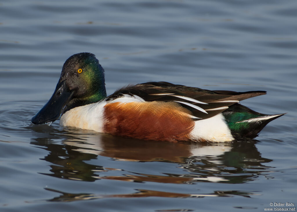 Canard souchet mâle adulte nuptial