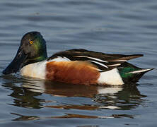 Northern Shoveler