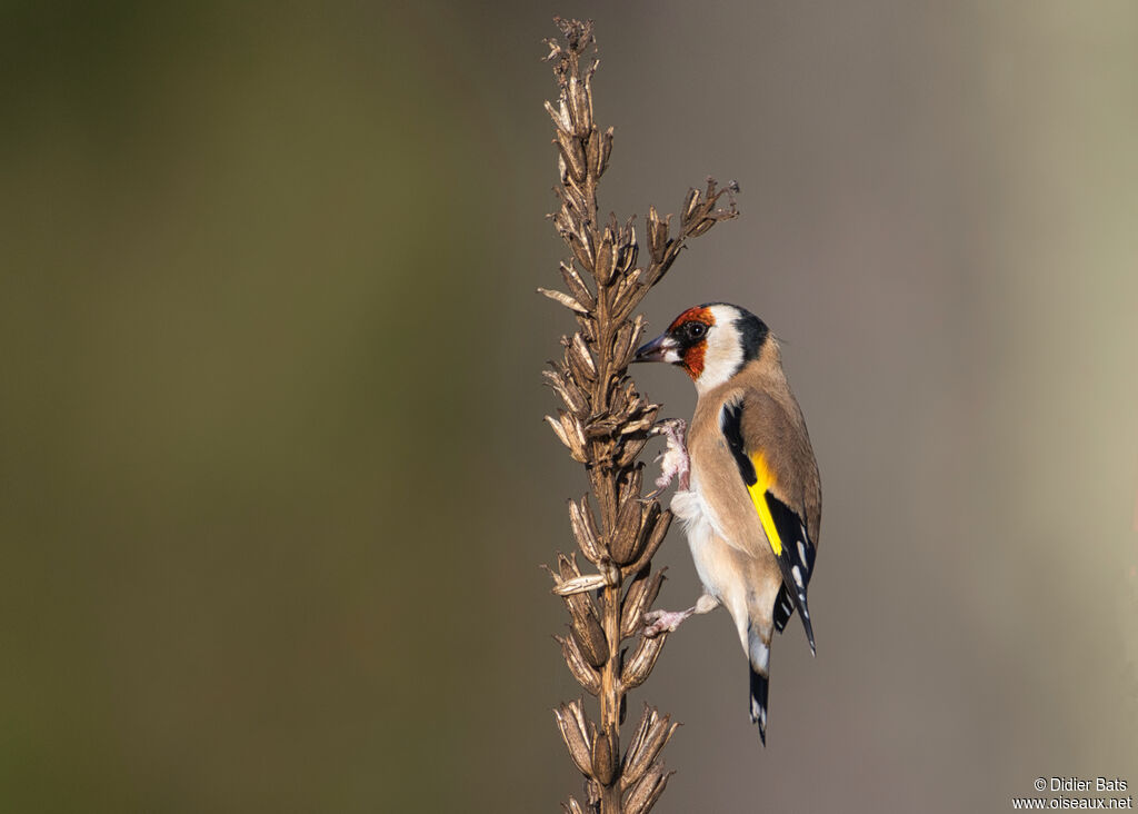 European Goldfinch