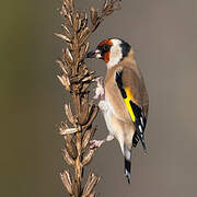 European Goldfinch