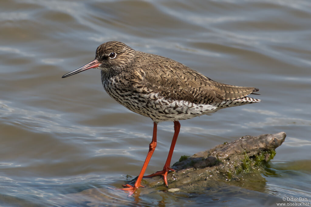 Common Redshank