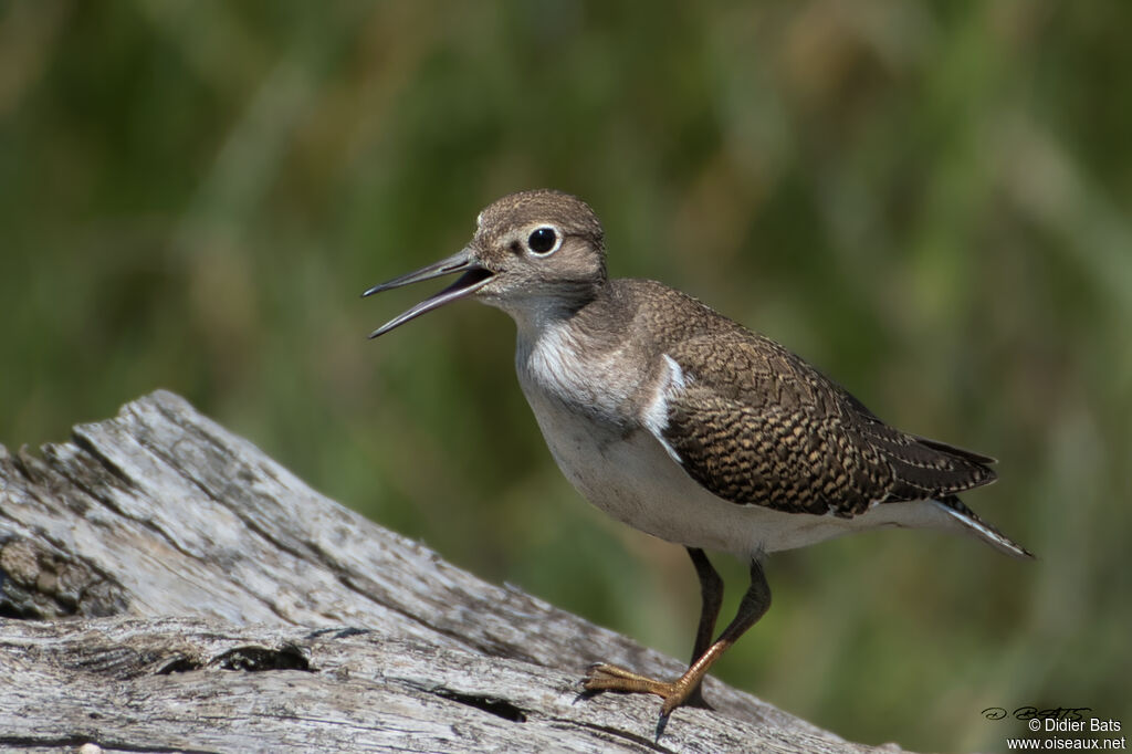 Common Sandpiper