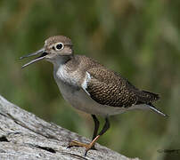 Common Sandpiper