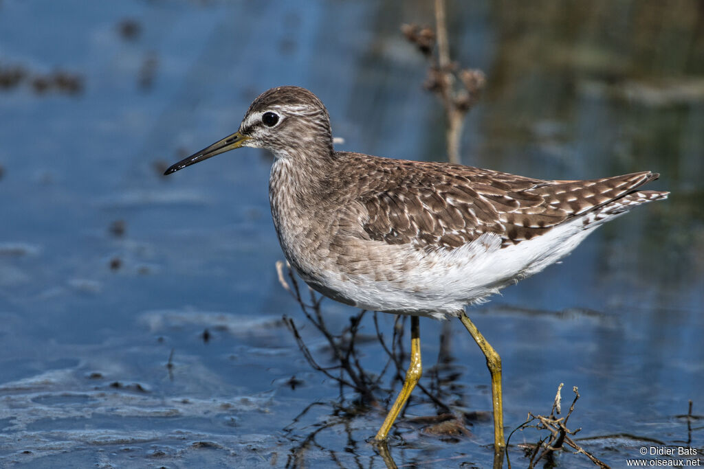 Wood Sandpiper