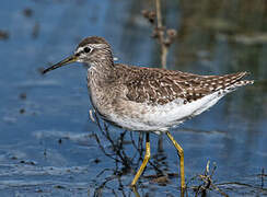 Wood Sandpiper