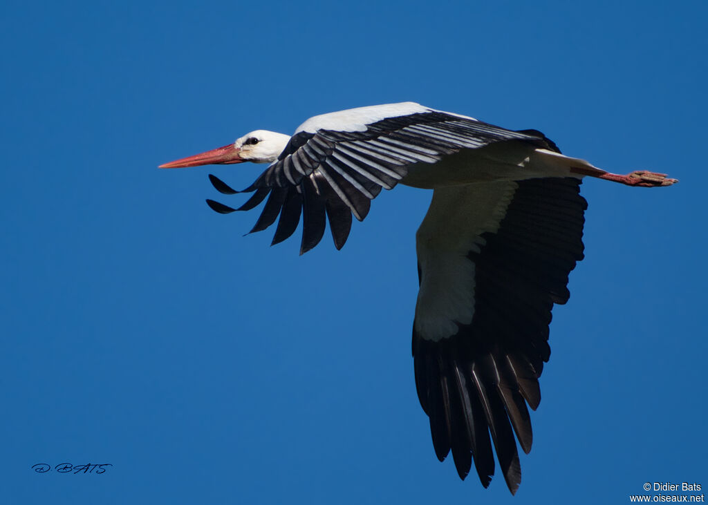 White Stork