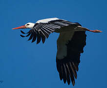 White Stork