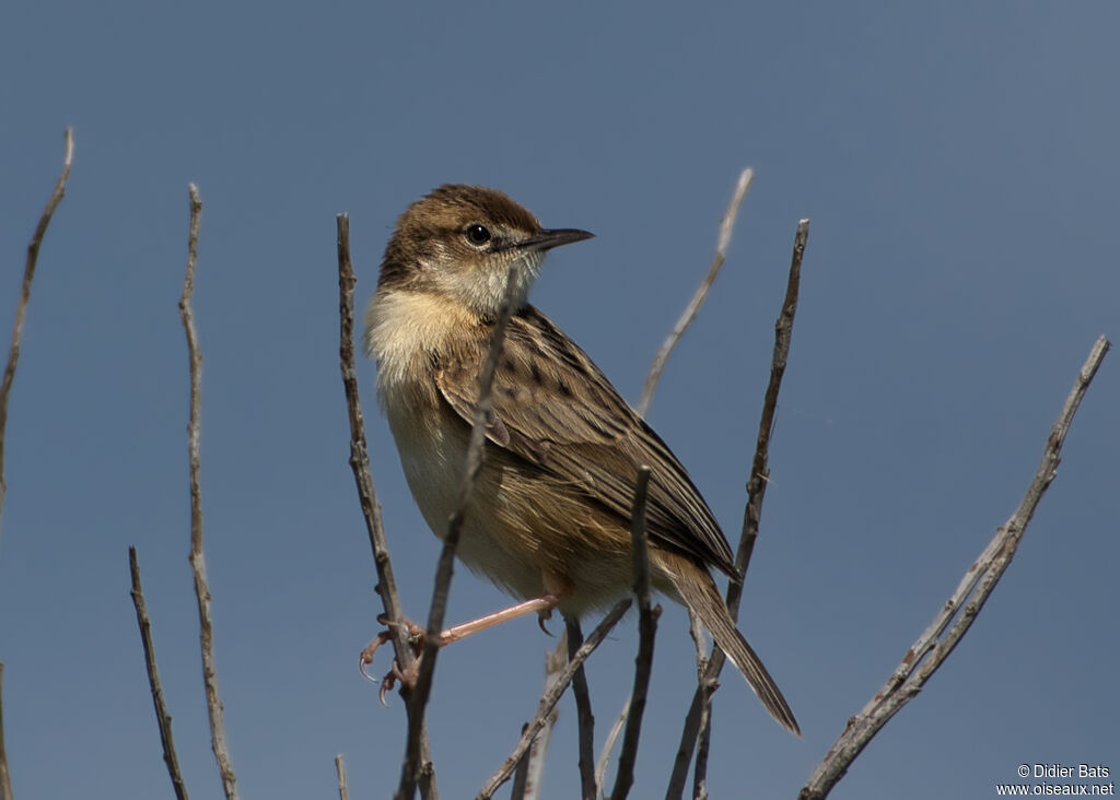 Zitting Cisticola