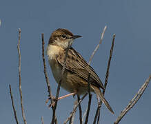 Zitting Cisticola