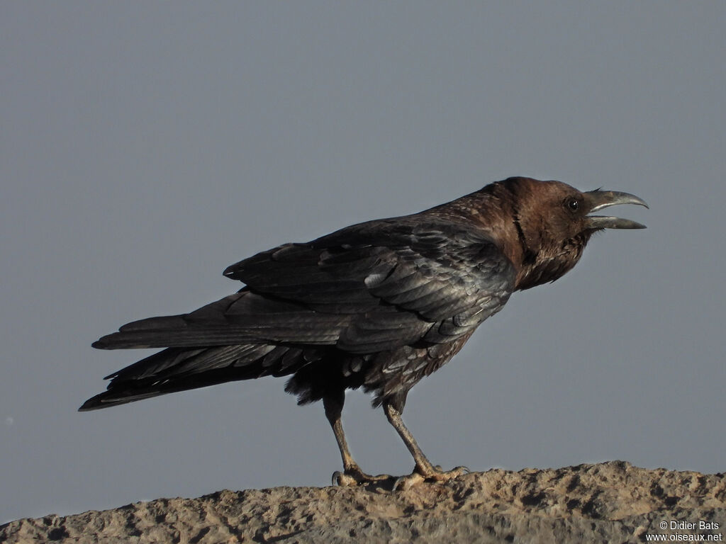 Brown-necked Raven