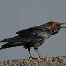 Corbeau brun