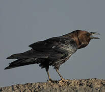 Brown-necked Raven