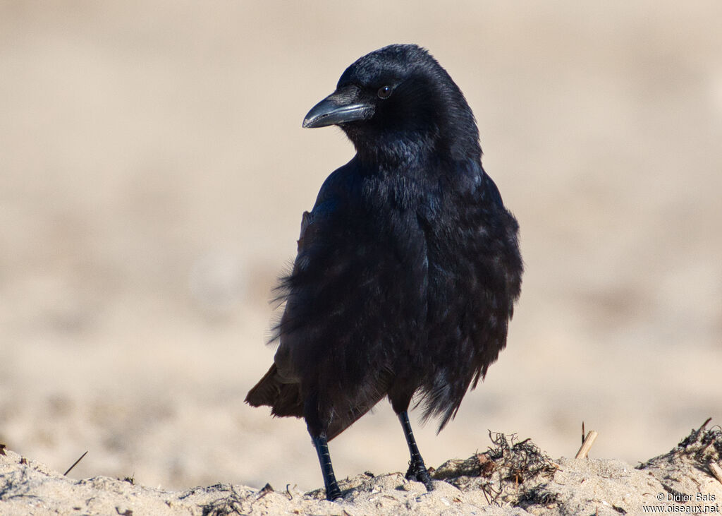 Carrion Crow