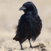 Carrion Crow