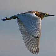 Squacco Heron