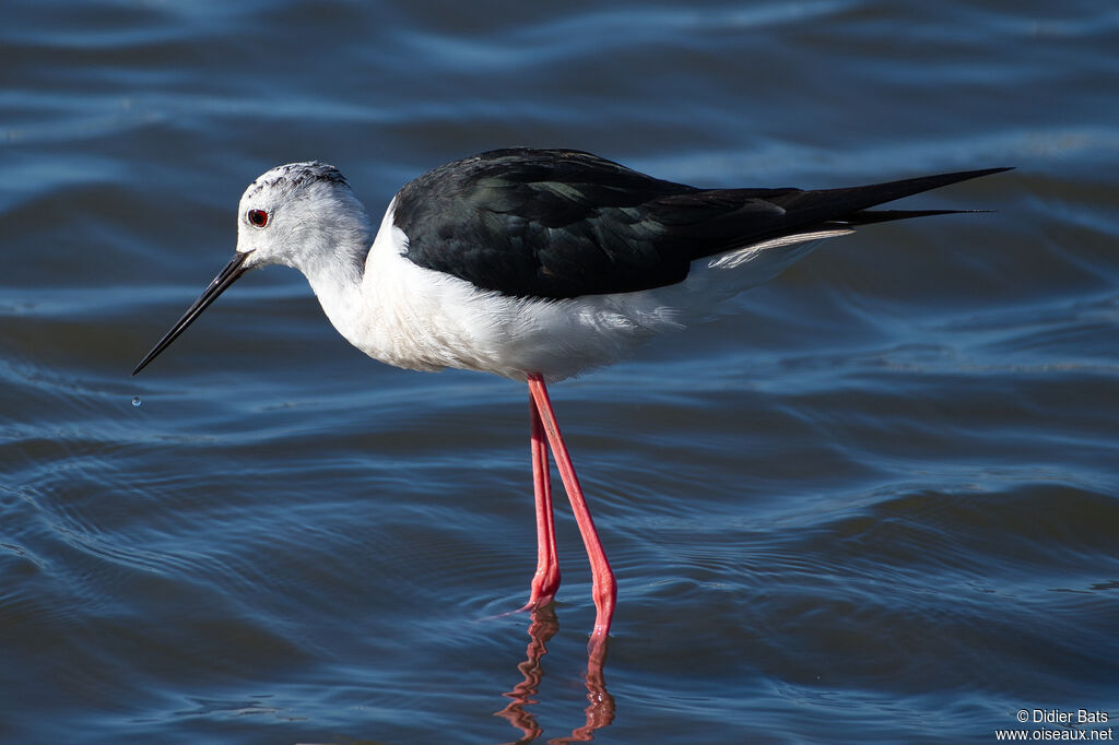 Black-winged Stilt