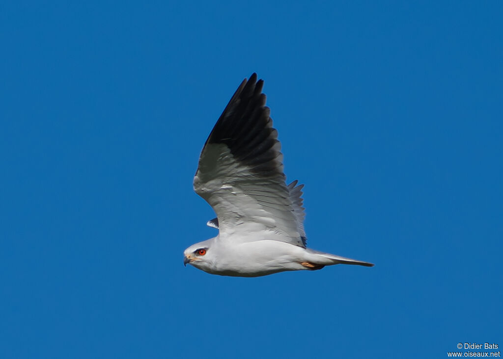 Black-winged Kite