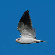 Black-winged Kite