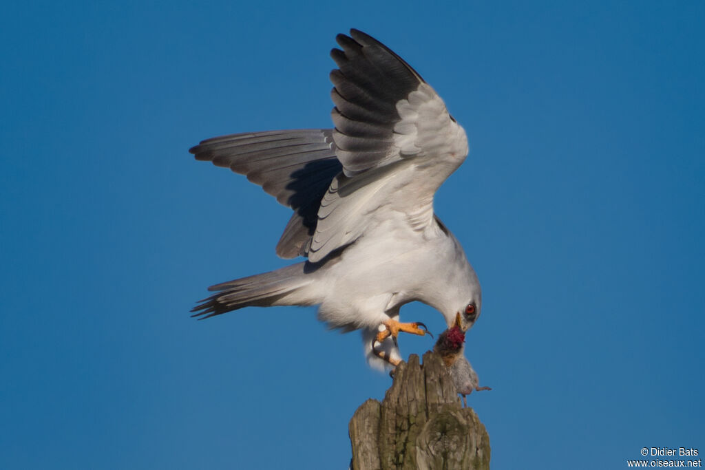 Black-winged Kite