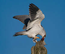 Black-winged Kite