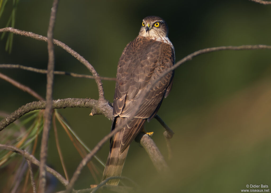 Eurasian Sparrowhawk