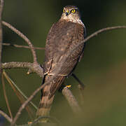 Eurasian Sparrowhawk