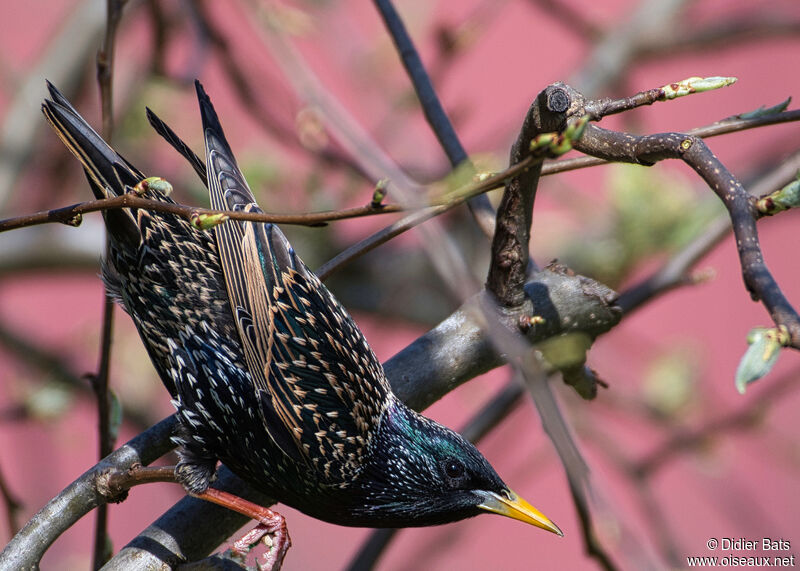 Common Starling male adult breeding
