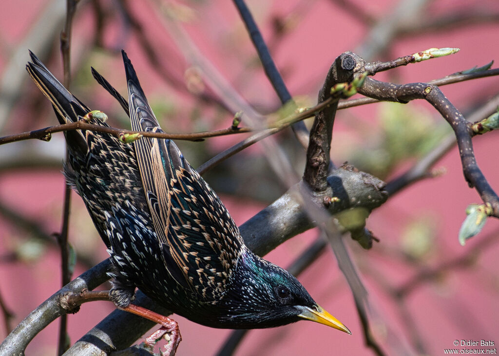 Common Starling male adult breeding