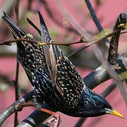 Common Starling